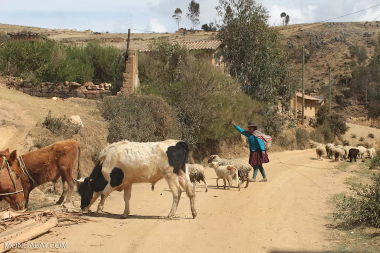 Livestock farming in the Andean Amazon and the rest of the Amazon