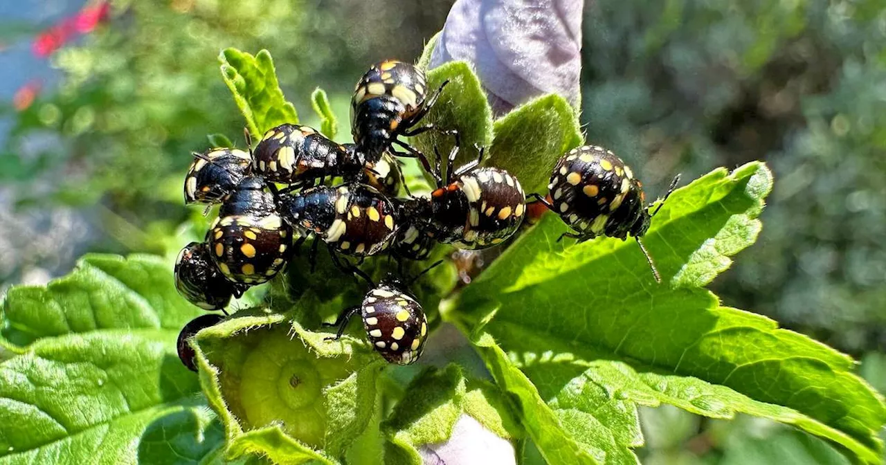 Neuer invasiver Schädling in Rheinland-Pfalz und im Saarland entdeckt