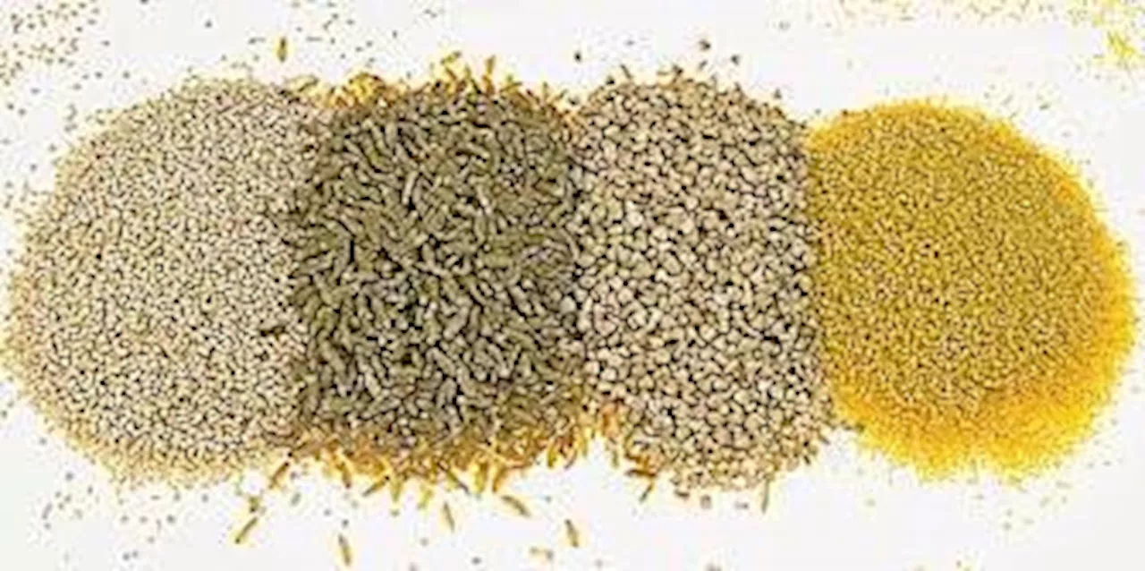 Quinoa - Das gesunde Superfood aus den Anden