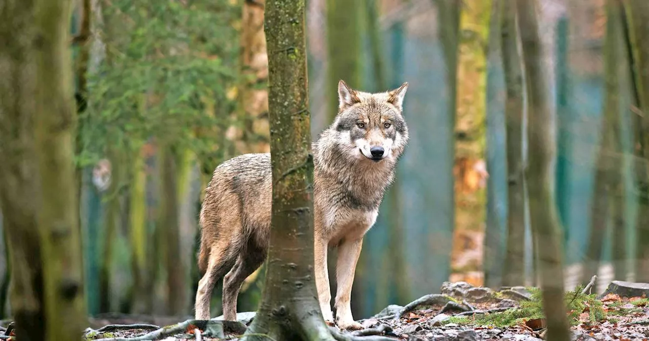 Wolfssichtung im Saarland