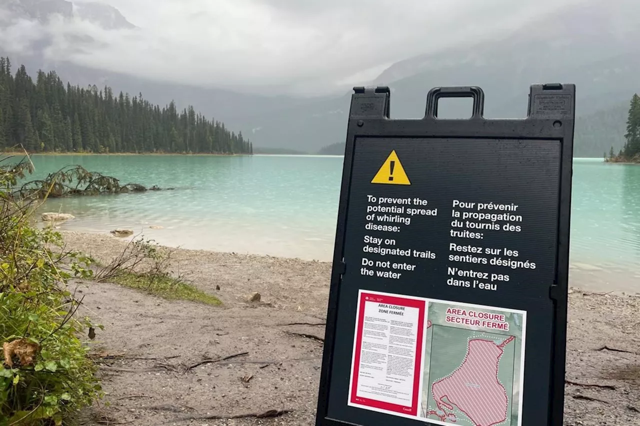 Parasite Threatens Trout and Salmon in Canadian National Parks