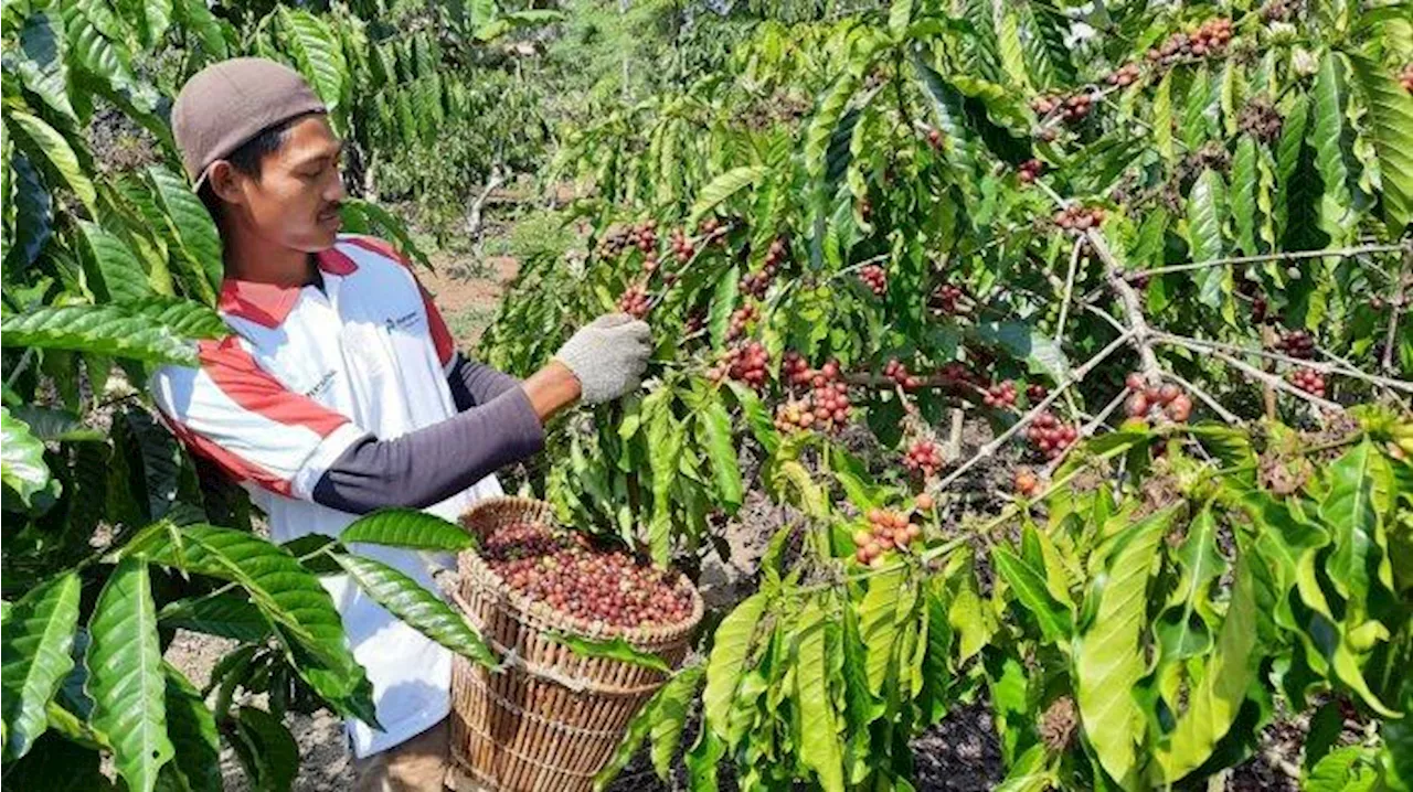 Rumah Produksi Kopi di Solok Targetkan Produksi Satu Ton Per Bulan