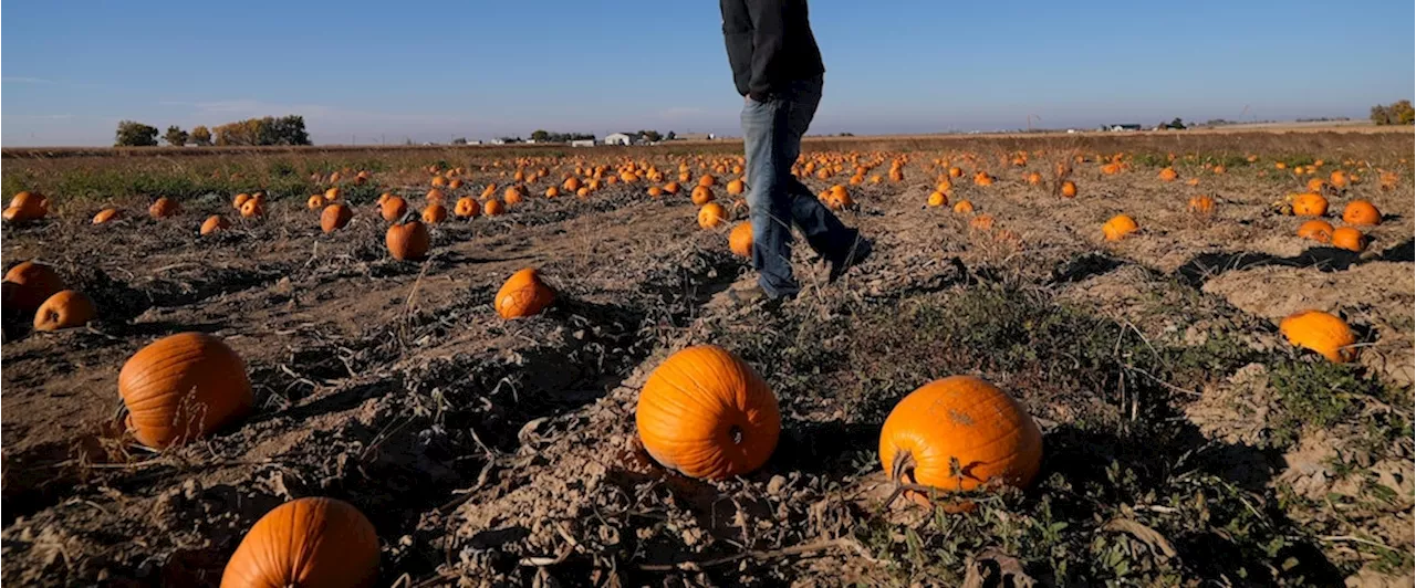 Water woes, hot summers and labor costs are haunting pumpkin farmers in the West