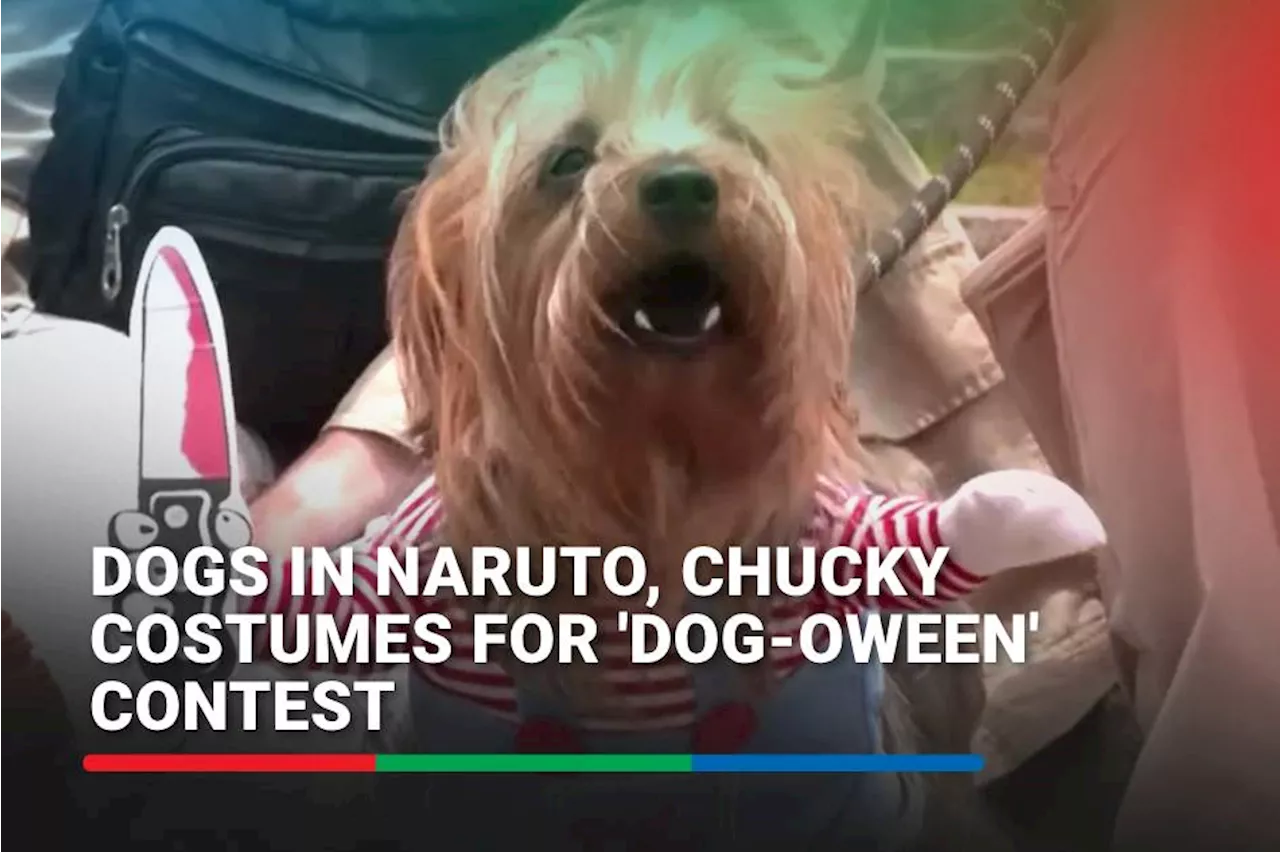 Dogs in Naruto, Chucky costumes for 'dog-oween' contest