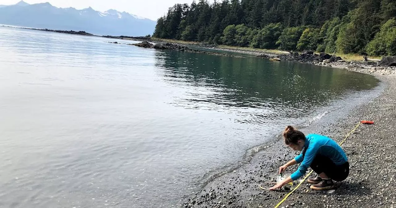 How microplastics accumulate in the rain of Southeast Alaska