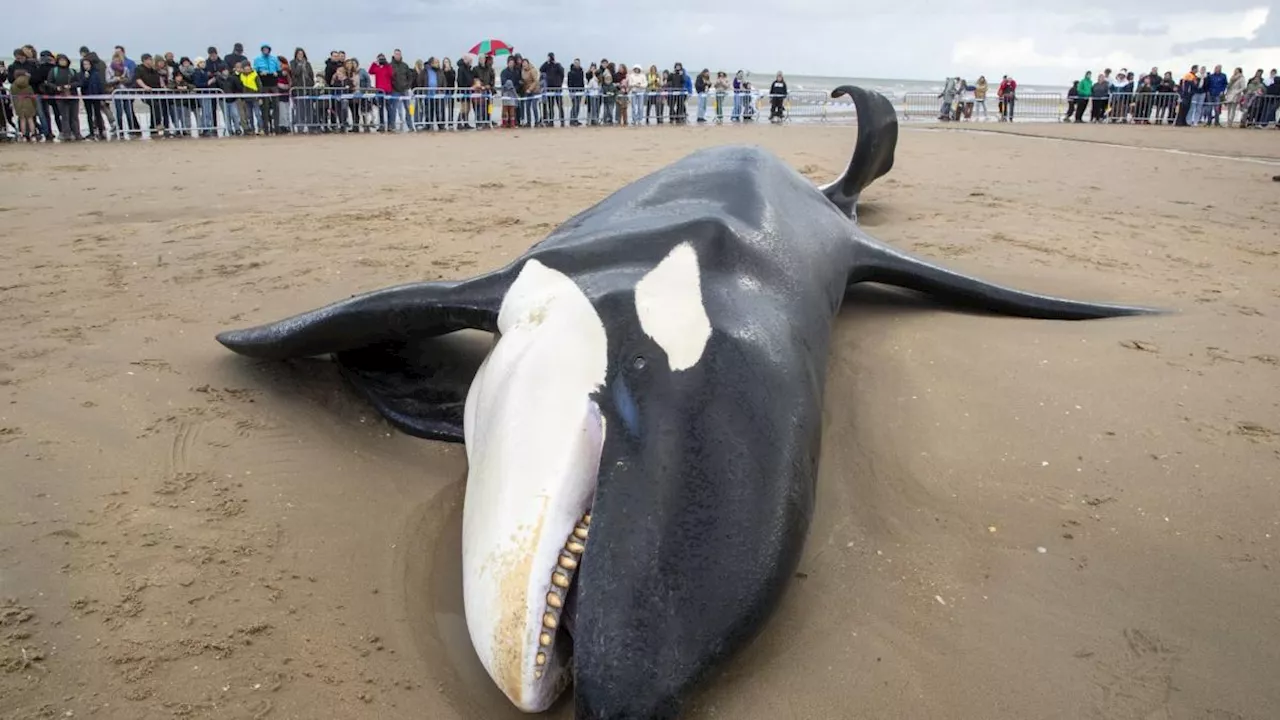 Orca an belgischer Nordseeküste gestrandet und gestorben