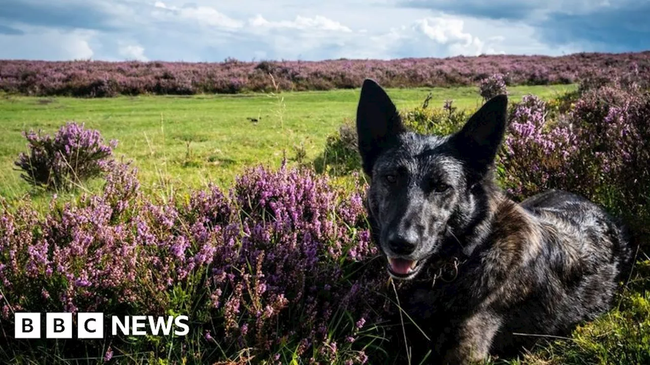 Dog Abandoned in Freezing Temperatures Finds New Home with Veterinary Nurse