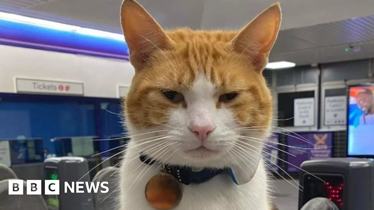 Ginger Cat Delights Commuters at Hertfordshire Railway Station