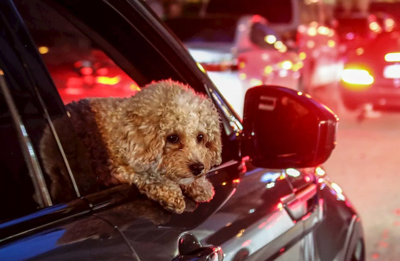 Hunde als Vermittler von Freundschaften und Liebe