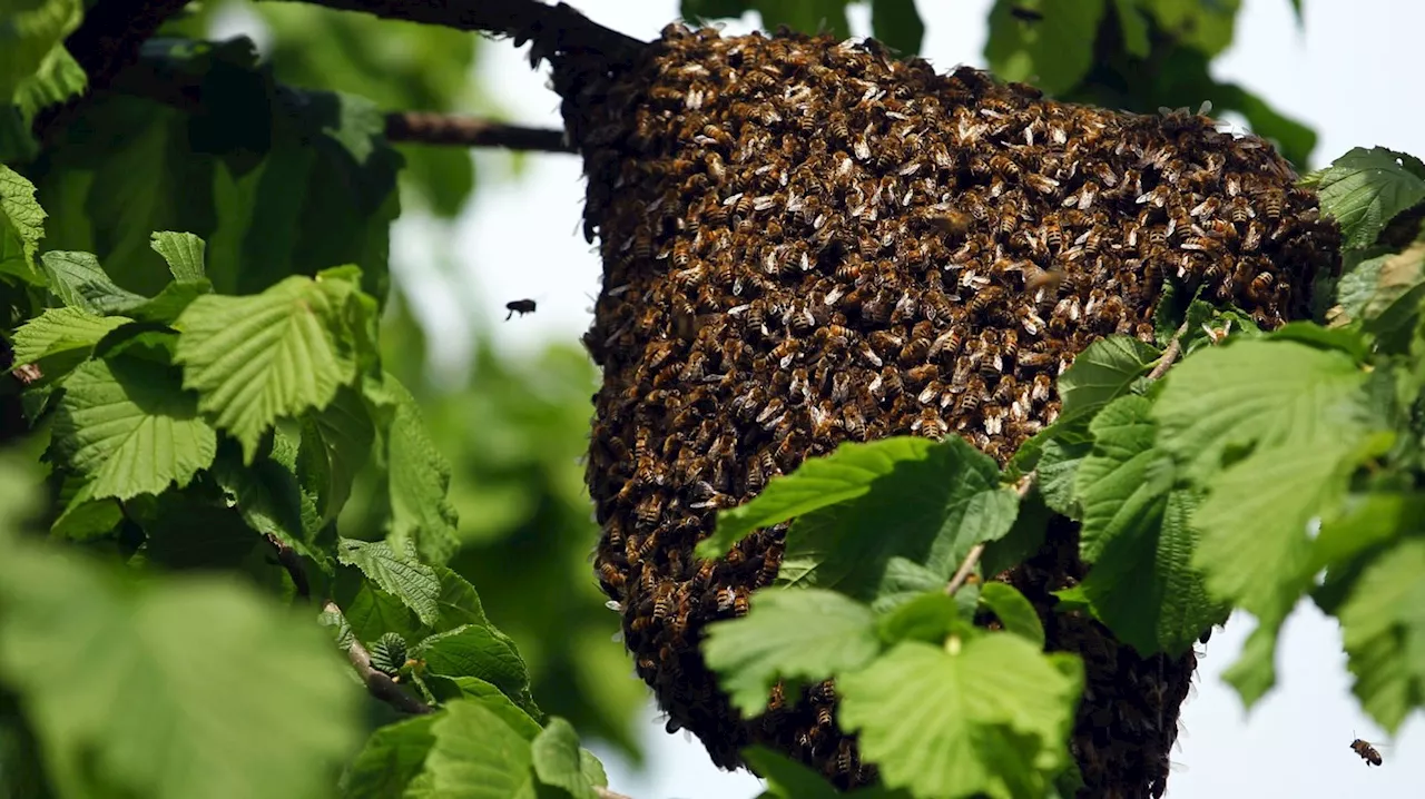 Konkurrenz zwischen Honig- und Wildbienen um Nahrung