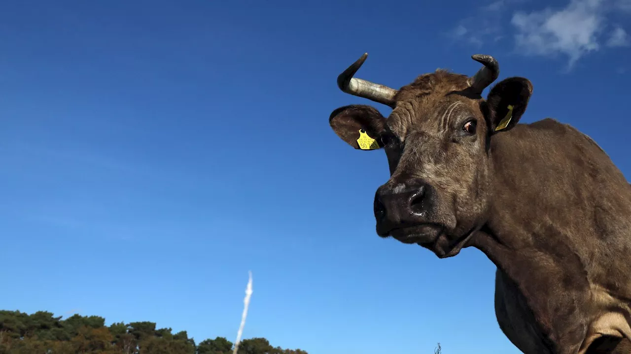 Stier attackiert Landwirt auf Gut in Peiting