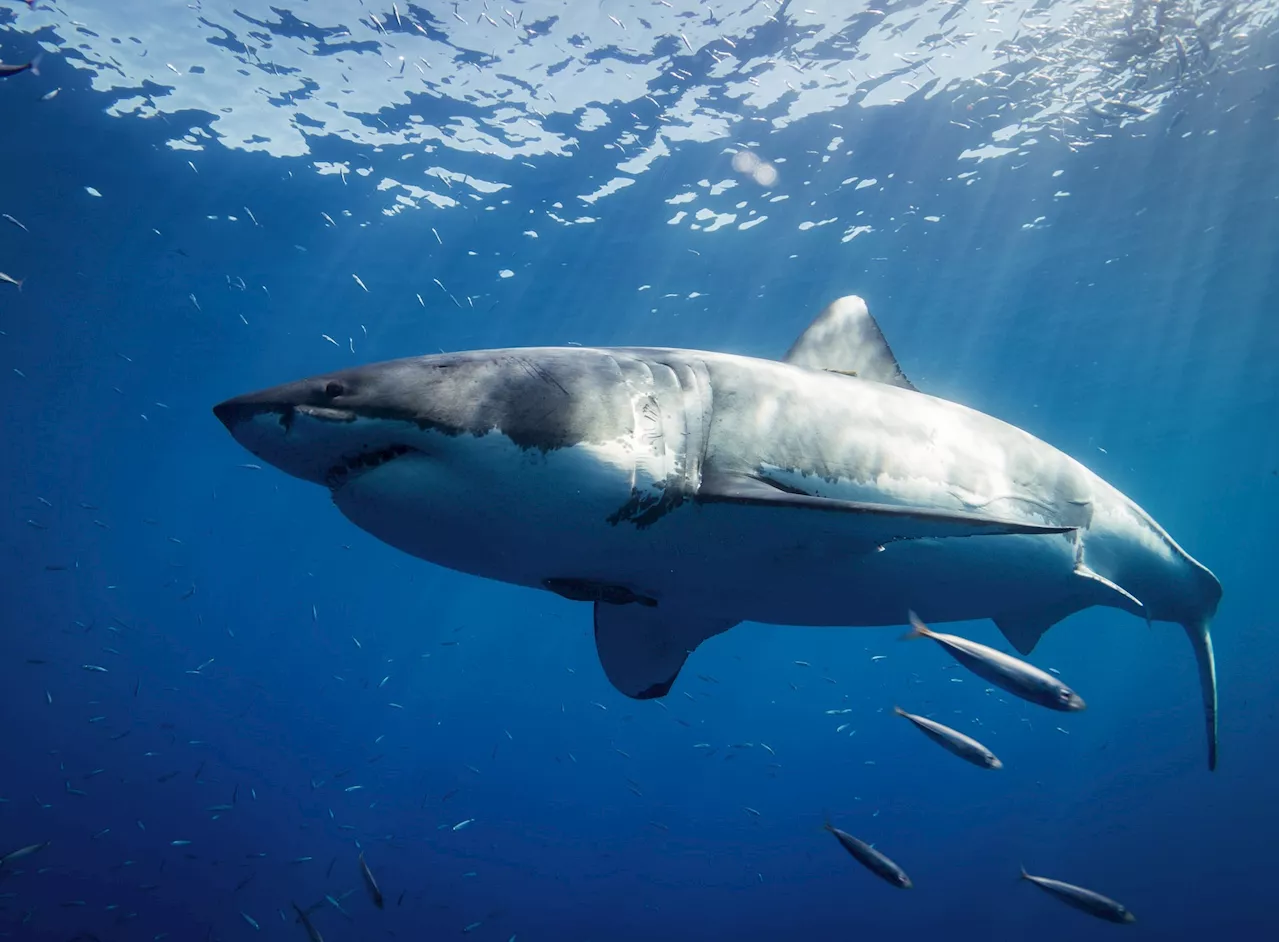 Un grand requin blanc retrouvé dévoré sur une plage, une question désarmante se pose