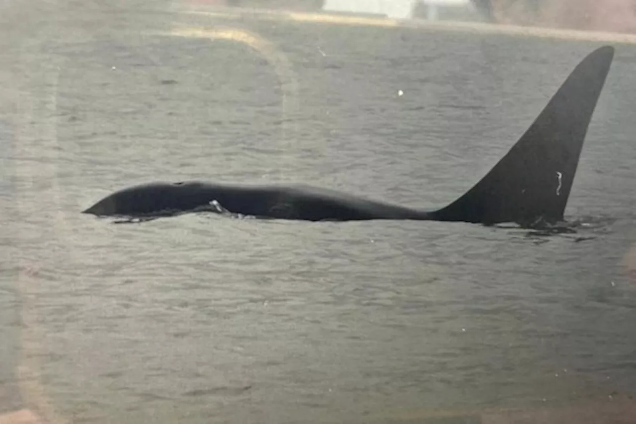 Mannetjesorka gespot voor Belgische kust