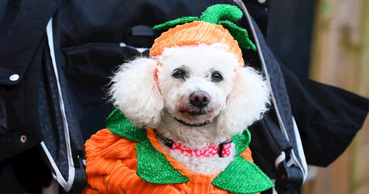 Pictures as dogs get into spooky spirit with 'Howloween' parade