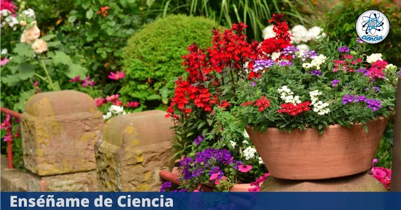 3 plantas de muy fácil cuidado que dan flores todo el año