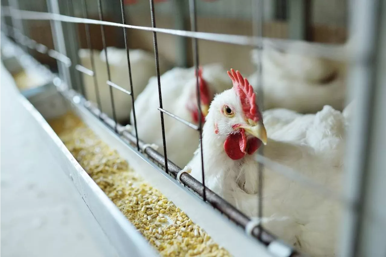 Trocar bifes por 'nuggets'? Uma opção nem tão ambientalmente correta assim