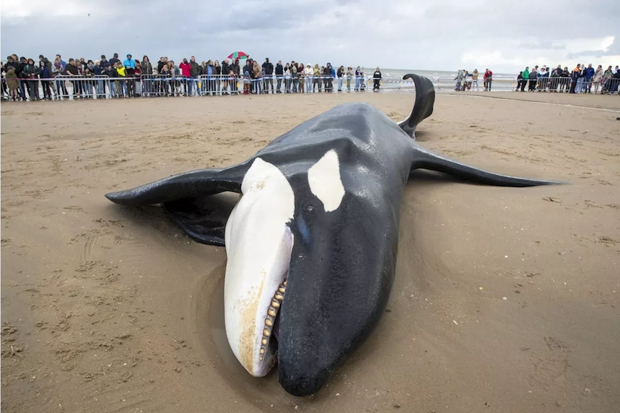 Orca an belgischer Nordseeküste gestrandet und gestorben