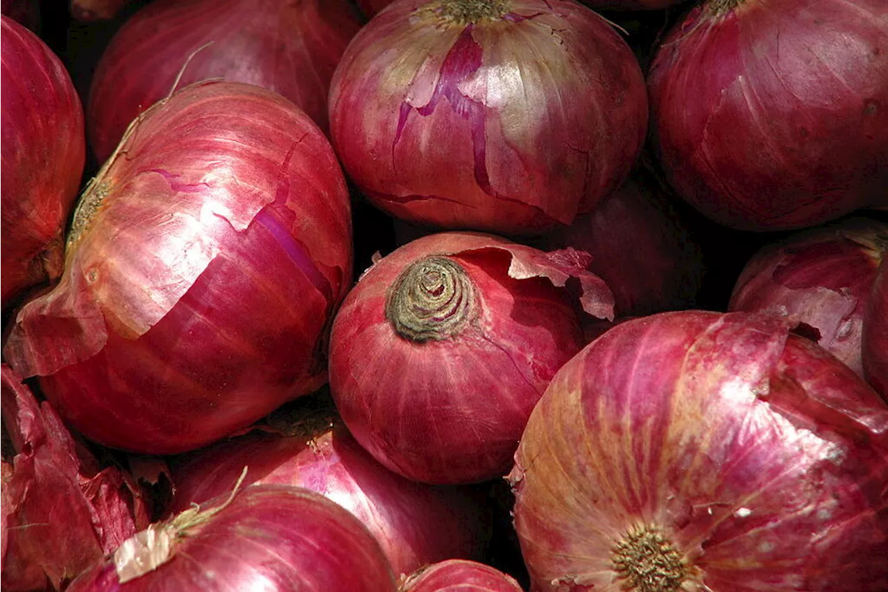 India restricts onion exports to boost domestic supply