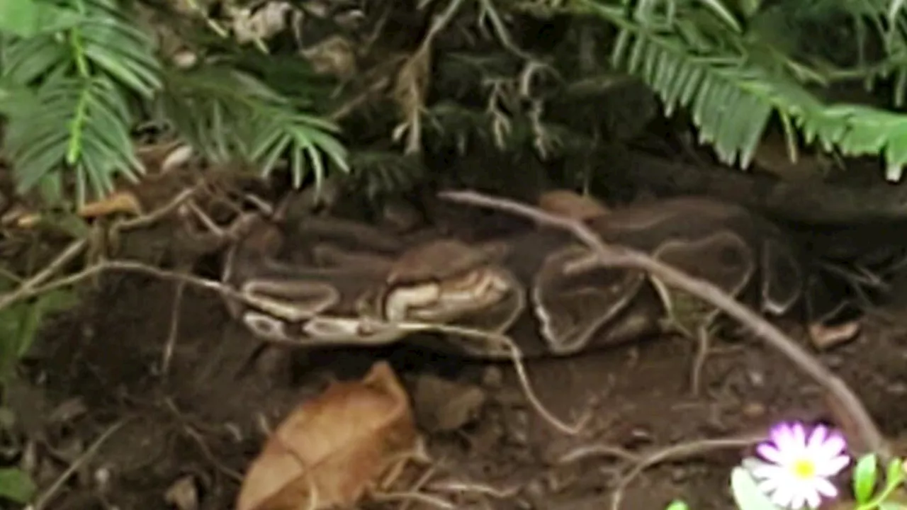 Georgia couple searches for 4-foot ball python living in front yard