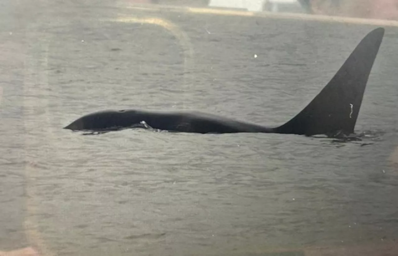 Uitzonderlijk: orka gespot voor de kust van Koksijde