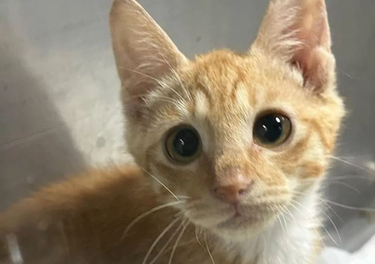 학대 당했나... 탈장된 채 구조된 아기 고양이 '냥냥이'