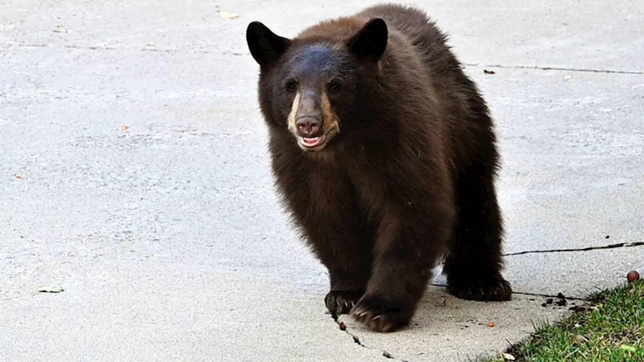 Bear attacks security guard at Colorado hotel