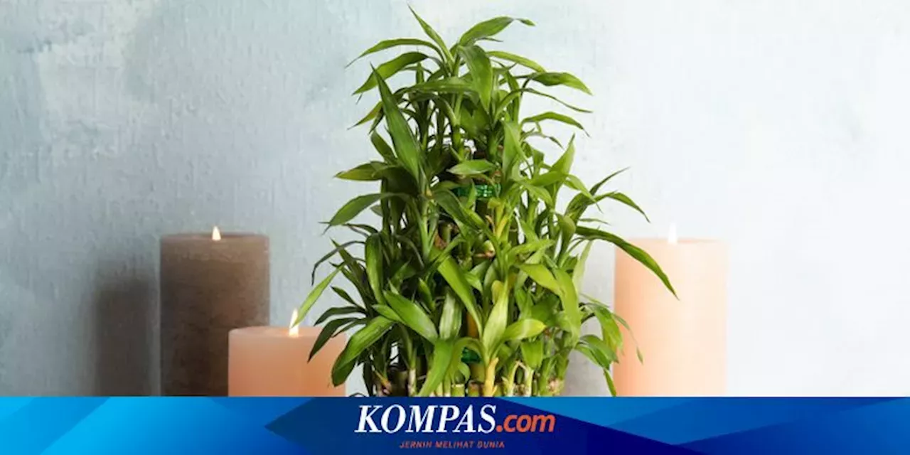 7 Penyebab Daun Tanaman Lucky Bamboo Menguning Dan Cara Mengatasinya ...