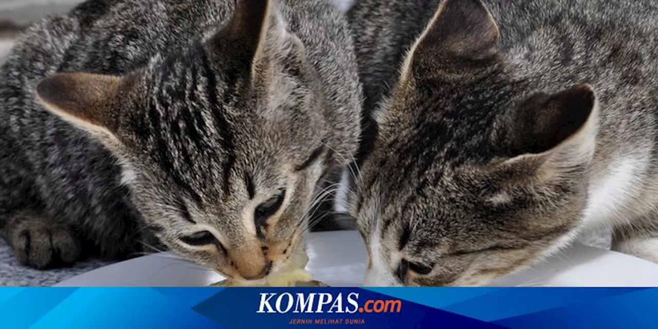 Bolehkah Kucing Makan Roti? Ini Penjelasannya