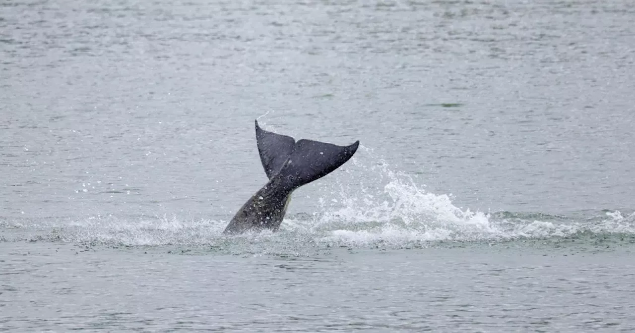 Orca an belgischer Nordseeküste gestrandet und gestorben