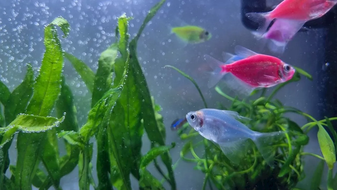 Les astronautes du futur pratiqueront-ils l'aquaculture sur la Lune?