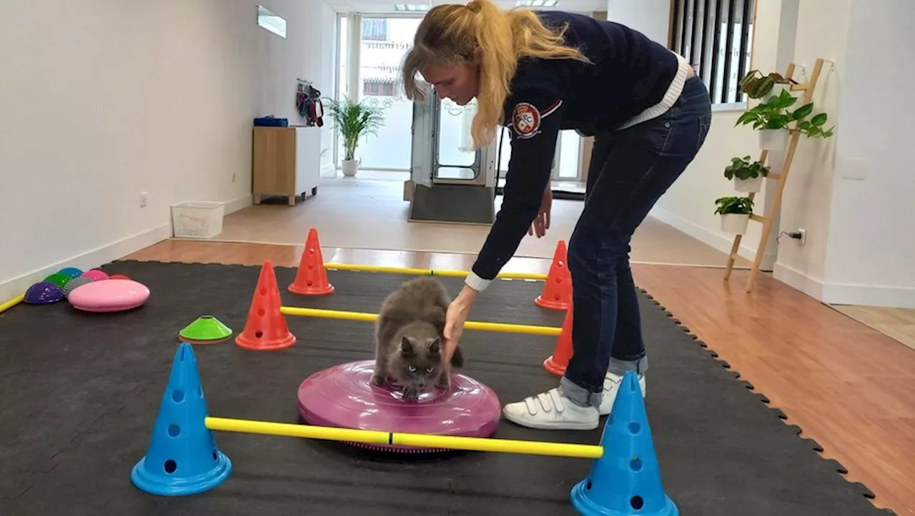 Un cabinet de physiothérapie pour animaux ouvre ses portes dans le Tarn