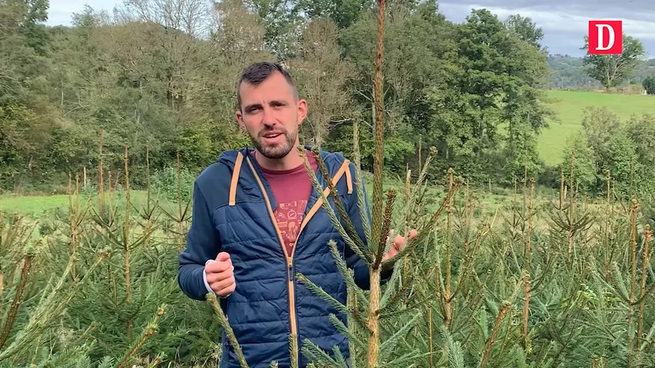 Vente de sapins de Noël bio et durables pour les fêtes de fin d'année