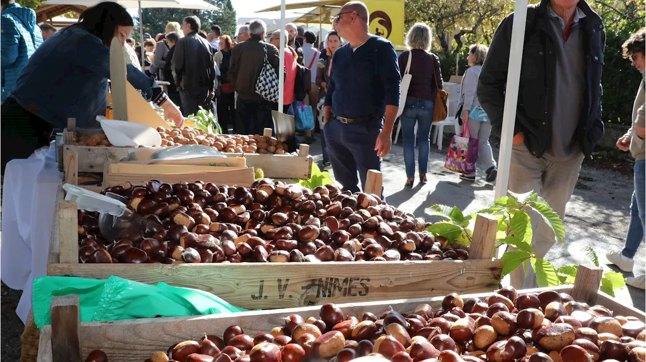 La châtaigne, un trésor méconnu des Alpes-de-Haute-Provence