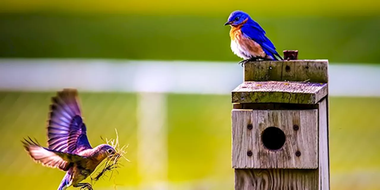 Les Français se passionnent pour les nichoirs et les oiseaux