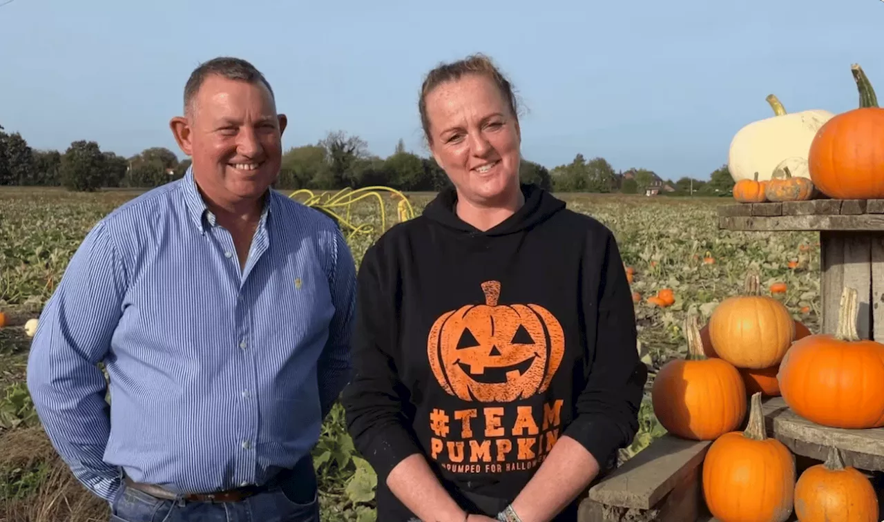 Pick Your Own Pumpkins at Bert's Barrow Farm in Hillam