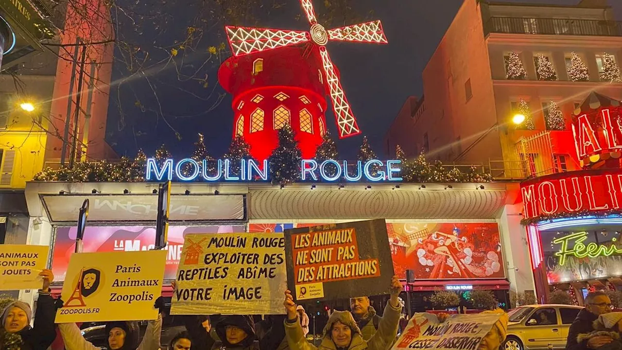 Manifestation à Paris contre l'utilisation de pythons dans un spectacle