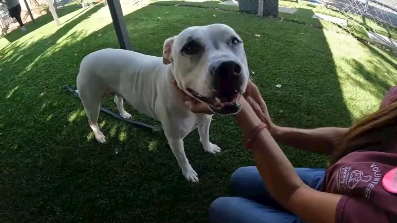 Pupdate: Dog found tied to gate of animal shelter finds fur-ever home