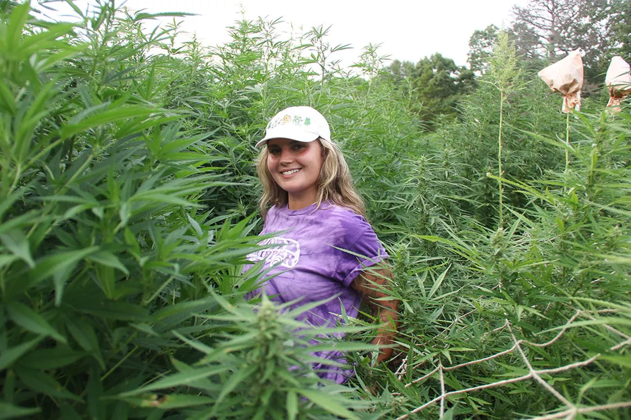 N.J. university’s cannabis course looks to dispel stigma about pot, hemp