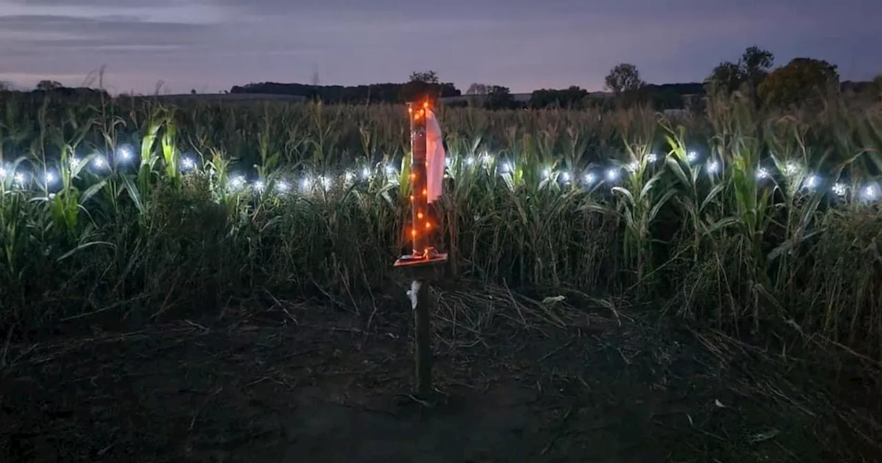 Thrilling Halloween Maze Experience at Mill Farm