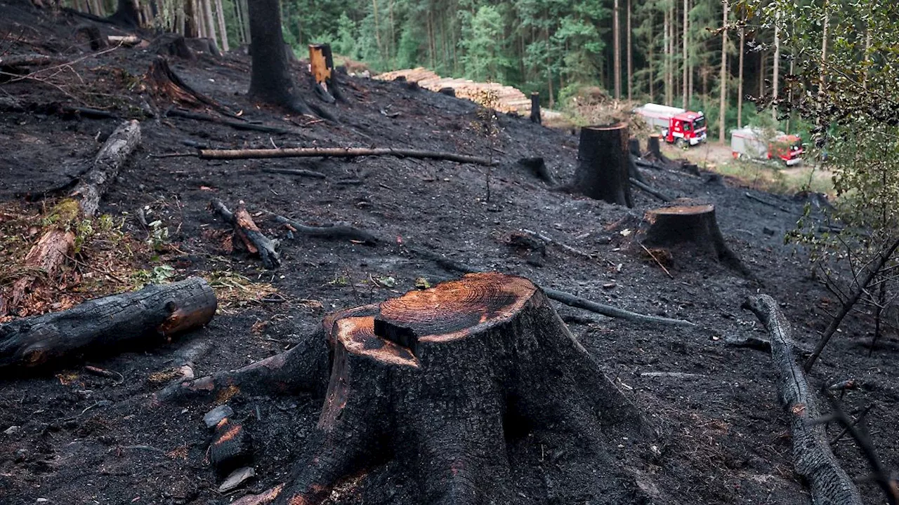 Weniger Waldbrände in Thüringen im Jahr 2023