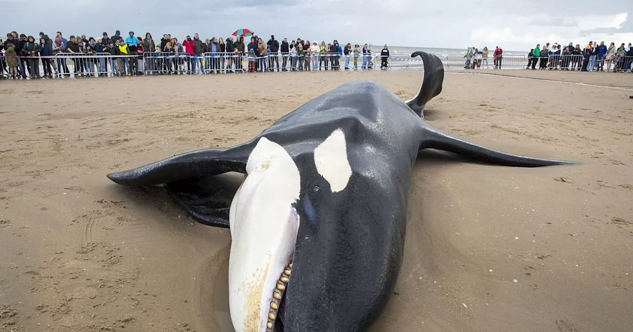 Orca an belgischer Nordseeküste gestrandet und gestorben