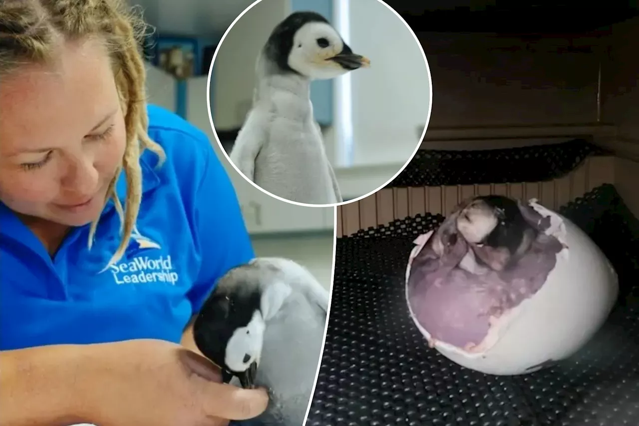 Watch rare endangered emperor penguin hatch at SeaWorld, first in 13 years