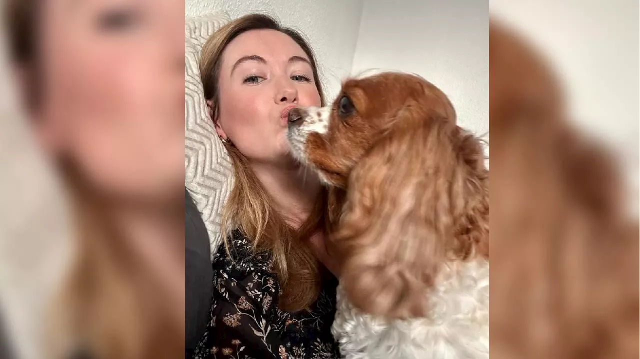 Rasse Cavalier King Charles Spaniel in Norwegen bald verboten - ein Kommentar