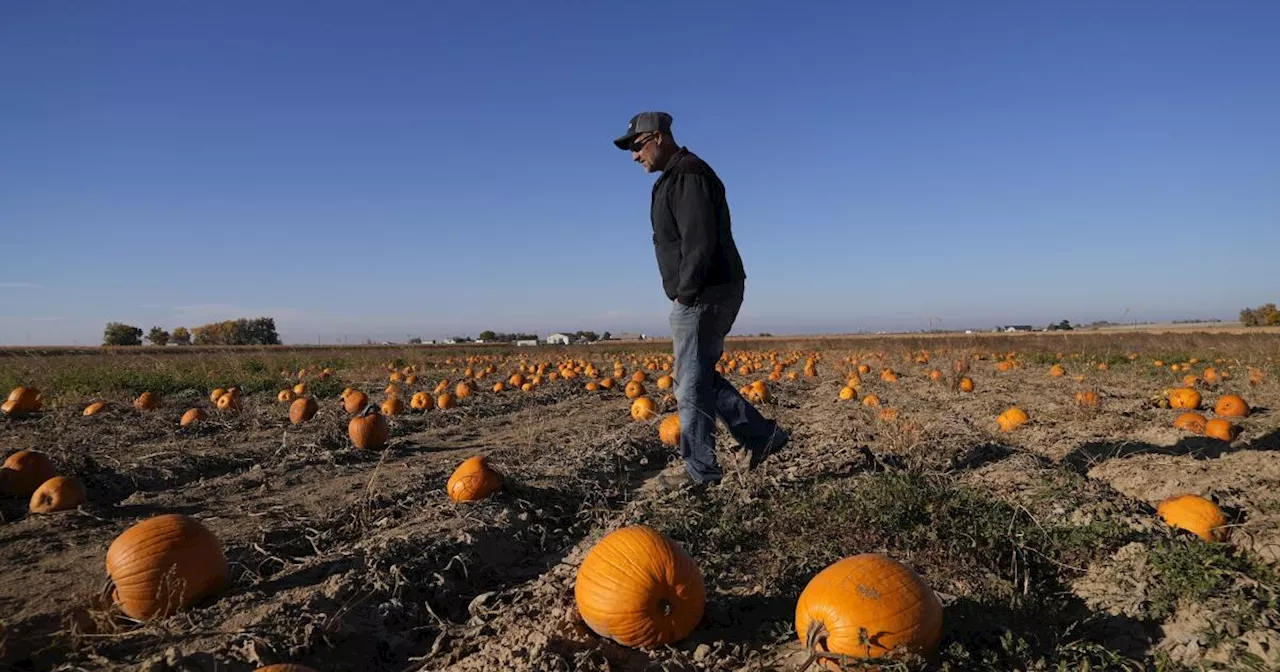 Water woes, hot summers and labor costs are haunting pumpkin farmers in the West