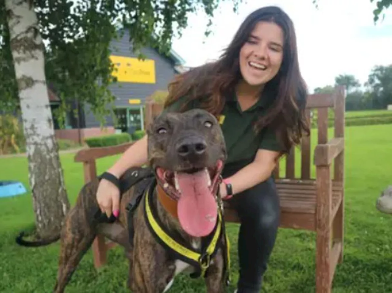 Dogs Trust: 8 dogs find new homes, 17 still available for adoption