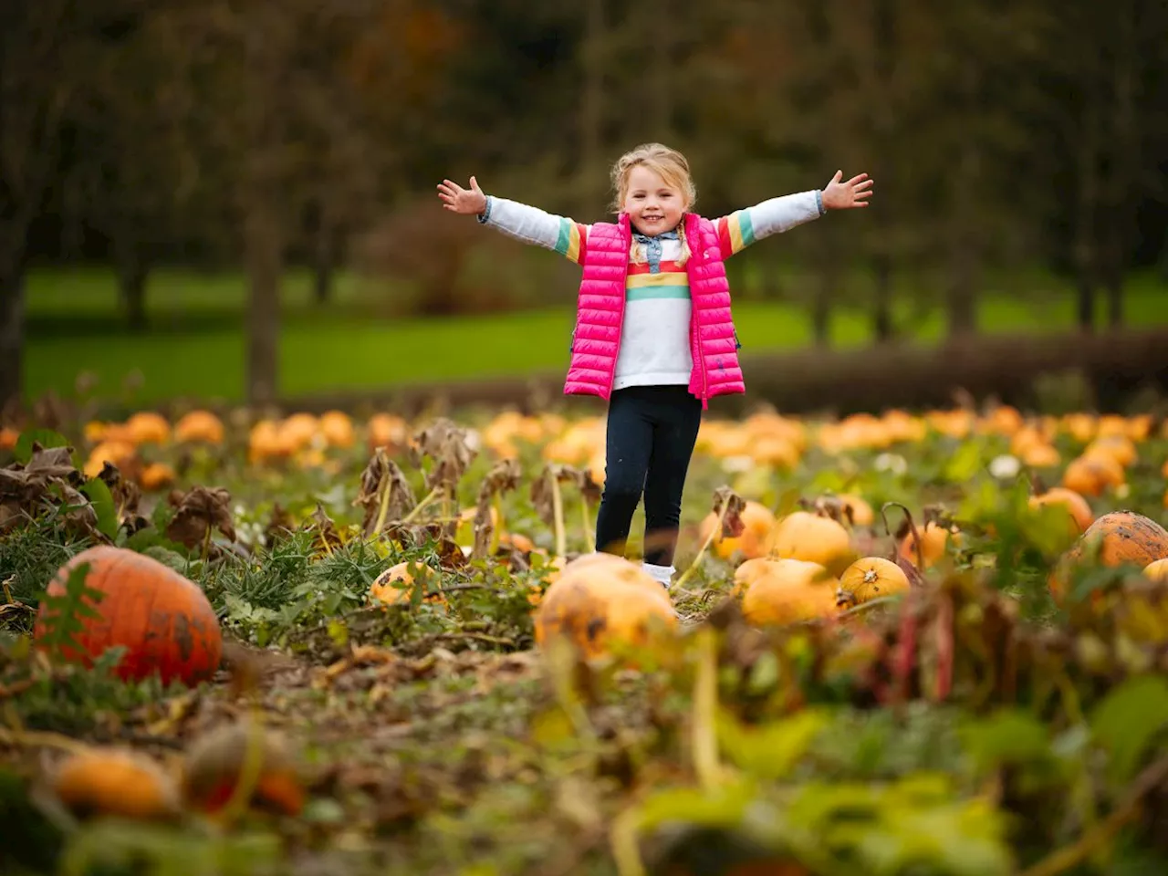 Pumpkin Patch Overwhelmed by 3,000 Daily Pickers Despite Storm Damage