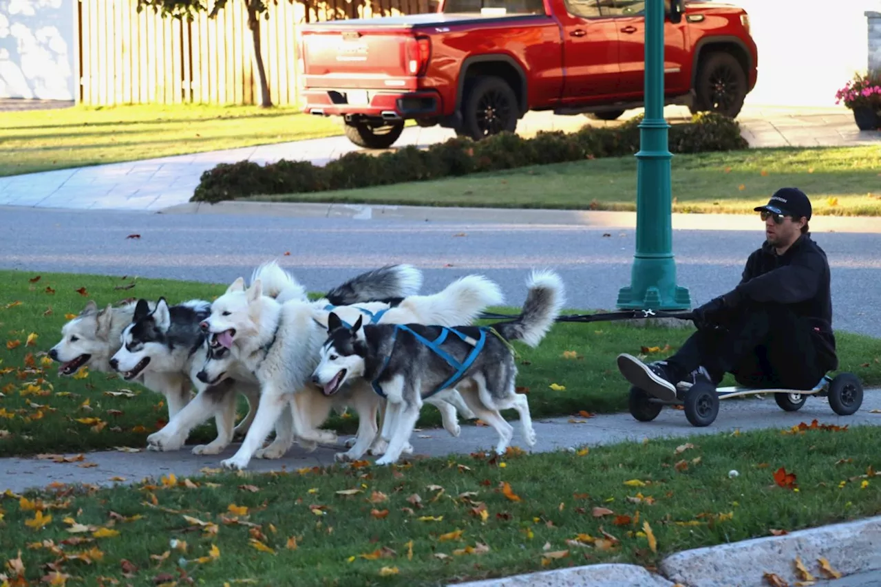 Local Man Rides Skateboard with Pack of Well-Trained Huskies