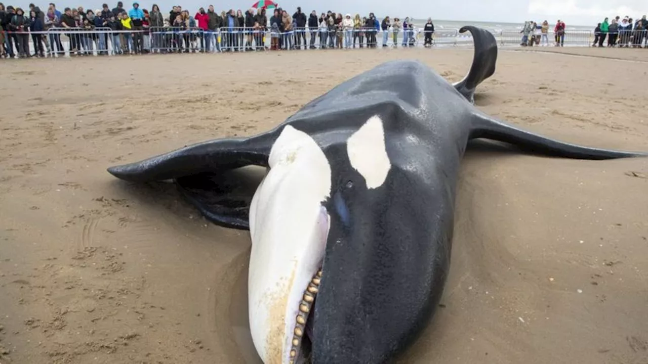 Tiere: Orca an belgischer Nordseeküste gestrandet und gestorben