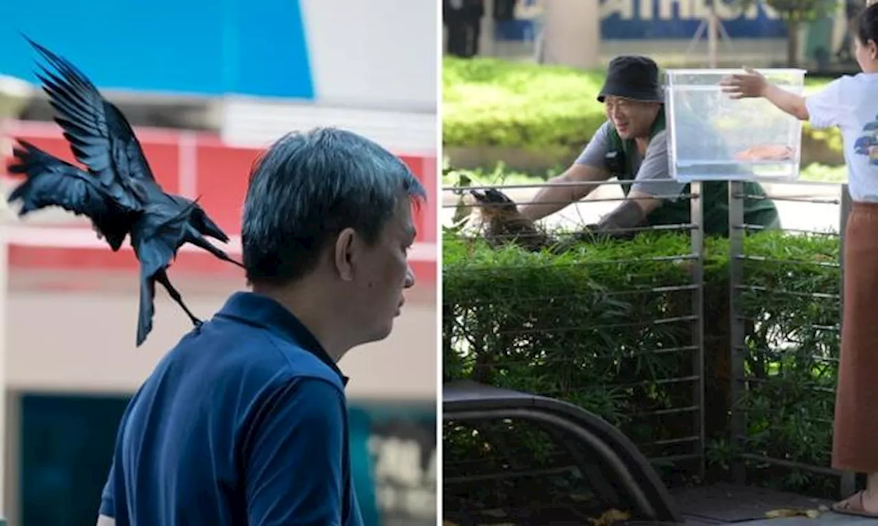 NParks removes nests and young crows after Stomp reports bird attacks outside Orchard Central