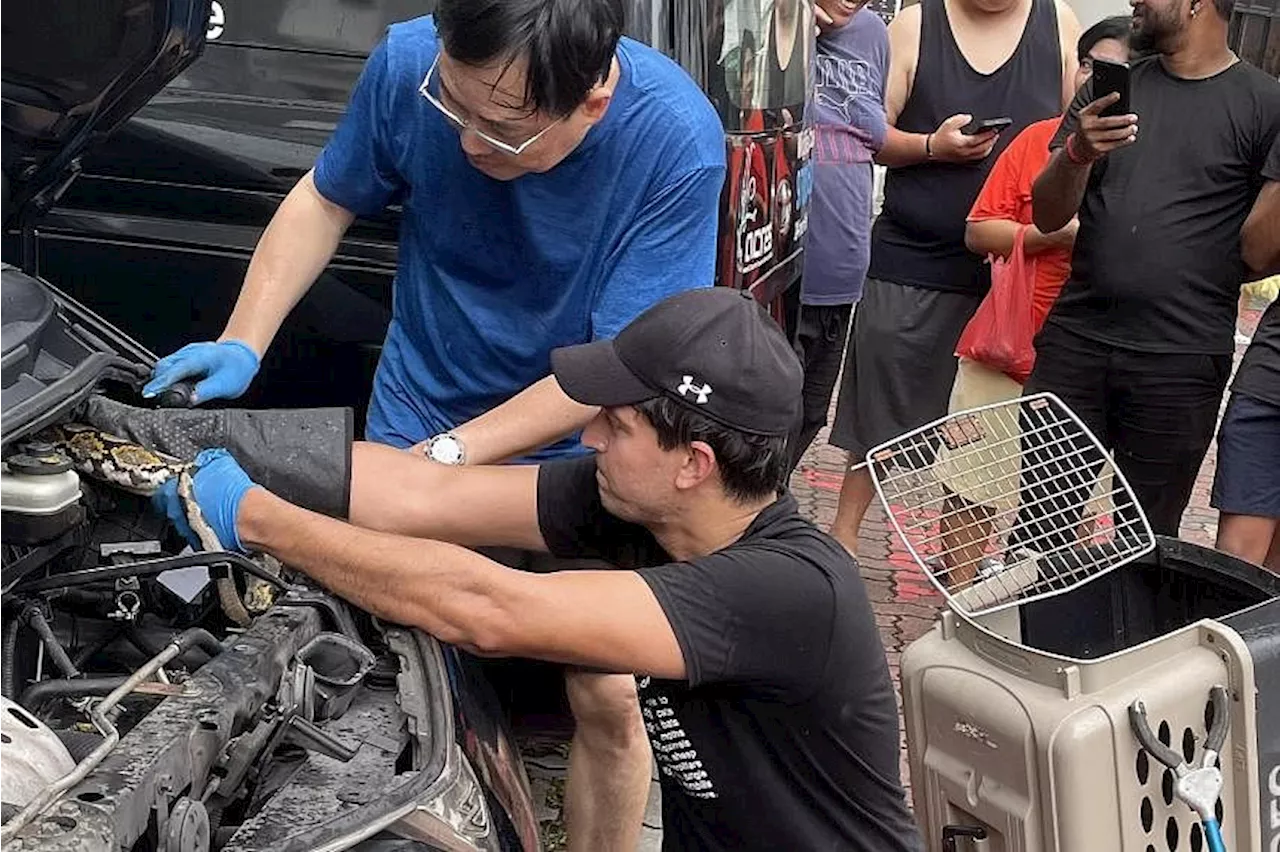 2m-long python injured while being pulled out of car in Marine Parade